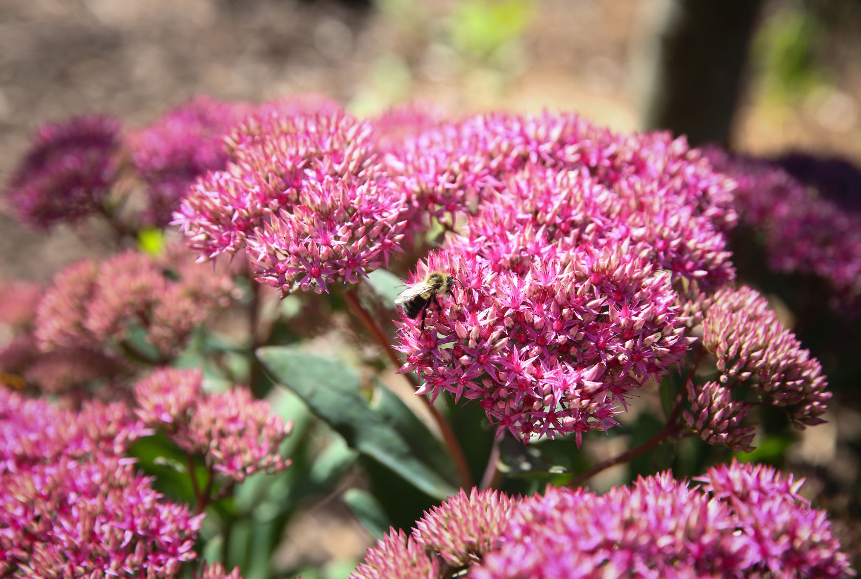 East Park Gardens (16).jpg